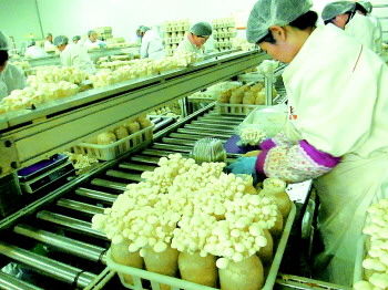 全國(guó)最大工廠(chǎng)化食用菌產(chǎn)業(yè)基地 東營(yíng)蘑菇 玩 大了
